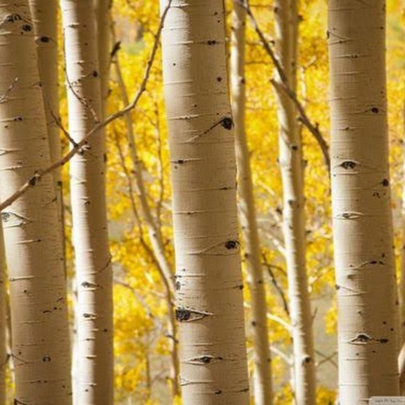 Meet your Posher, Sam - Picture 1 of 1